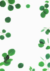 Fototapeta na wymiar green eucalyptus leaves, branches, herbs, plants frame border on white background top view. copy space. flat lay