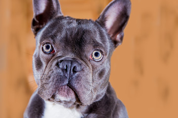 Portrait of an attentive french bulldog