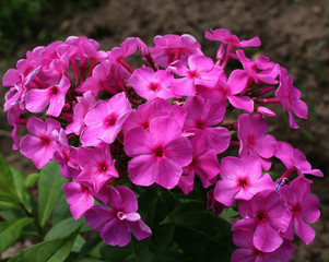 Pink phlox flowers close up photo on green garden background.Phlox paniculata is a species of flowering plant in the family Polemoniaceae.