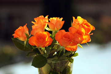 Lachsfarbende Rosen in der Vase