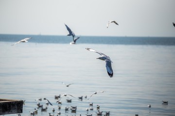 Seagulls in the sea
