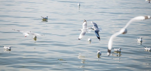 Seagulls in the sea