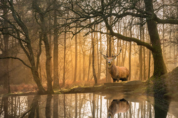 Beautiful landscape image of still stream in Lake District forest with beautiful mature Red Deer Stag Cervus Elaphus among trees - obrazy, fototapety, plakaty