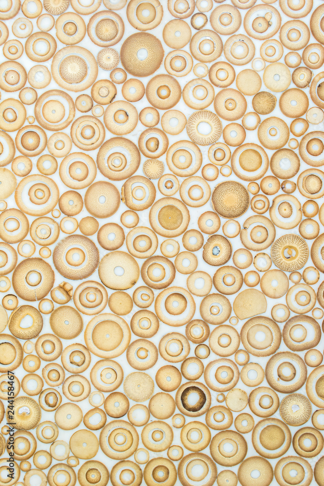 Wall mural exotic texture pattern of bamboo cross section filled with hardening enamel