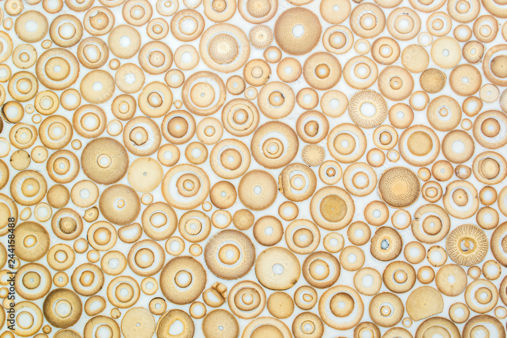 Wall mural exotic texture pattern of bamboo cross section filled with hardening enamel