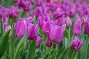 Purple tulips flowers blooming in a garden. 