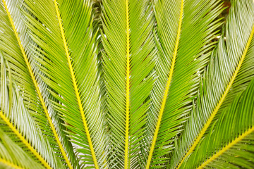 Close-up green tropical palm foliage as background.