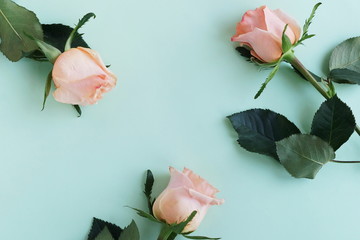 Flowers composition background. beautiful pale pink roses on  blue  background.Top view.Copy space