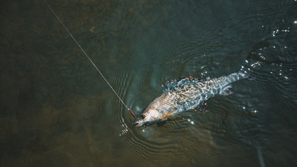 Grayling caught on the hook.