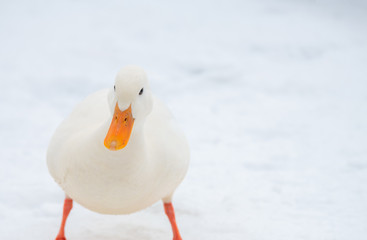 Wild duck mallard white rare mutant winter