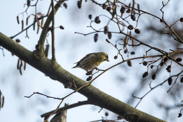 Siskins in tree