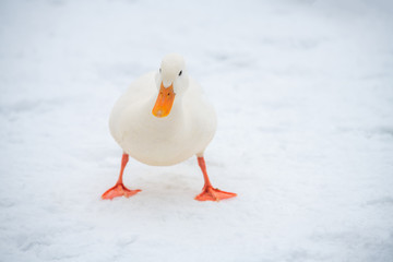 Wild duck mallard white rare mutant winter