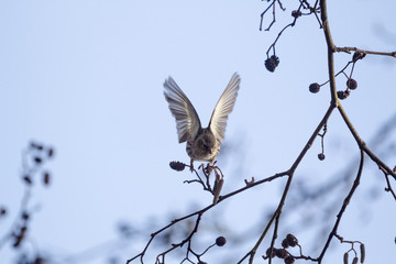 Flying little bird