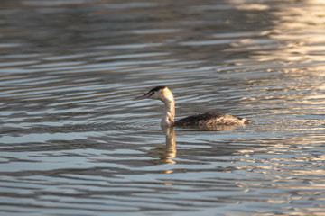 Grebes at pond with water reflection