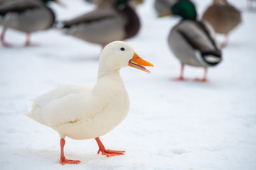 Wild duck mallard white rare mutant winter
