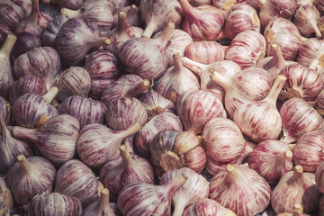 Garlic heads stacked in a row. Harvesting.