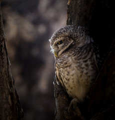 Spotted owlet ( Athene brama ) In the hole on the tree.