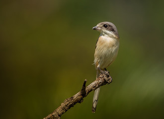 Burmese Shrike ( Lanius collurioides ) on the branches of trees.