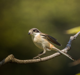 Burmese Shrike ( Lanius collurioides ) on the branches of trees.
