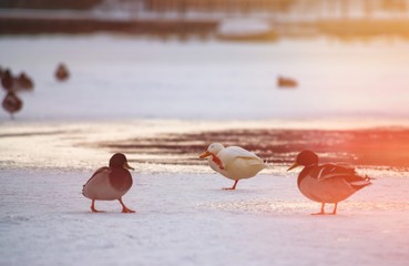 Wild duck mallard white rare mutant winter
