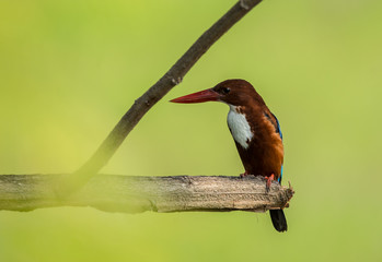 White-throated Kingfisher ( Halcyon smyrnensis ) on the branches of trees with green background.