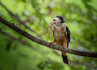 Black-capped Kingfisher (Halcyon pileata) on branch tree.