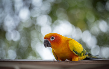 Aratinga solstitialis  (conure) with green background.