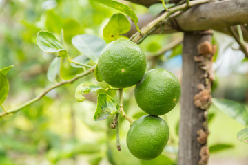 Thai Lemon on the tree.