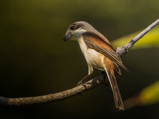 Burmese Shrike ( Lanius collurioides ) on the branches of trees.