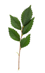 Fresh branch with green leaves