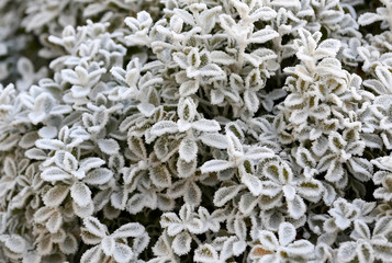 The rime on the branches, in the park in the morning