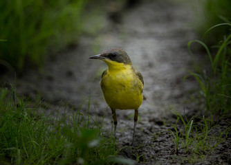  Eastern Yellow Wagtail (Motacilla flava) on green grass