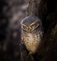 Spotted owlet ( Athene brama ) In the hole on the tree.