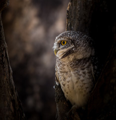 Spotted owlet ( Athene brama ) In the hole on the tree.