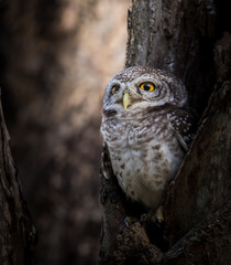 Spotted owlet ( Athene brama ) In the hole on the tree.