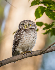 Spotted owlet  ( Athene brama ) On the branches of trees.
