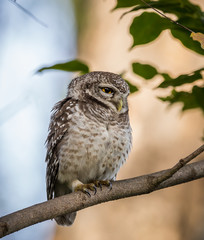 Spotted owlet  ( Athene brama ) On the branches of trees.