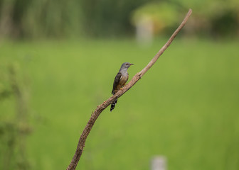 plaintive cuckoo : Cacomantis merulinus) on banch with green background.