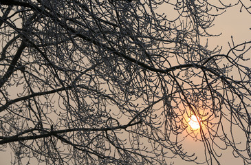 The rime on the branches, in the park in the morning