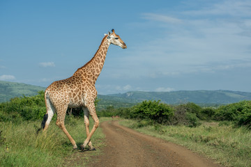 A giraffe crosses a dirt road on a sunny day in Umkhuze Game Reserve, Isimangaliso Wetland Park, KZN, South Africa