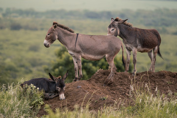 A group of donkeys; one lying down and two standing on a mound of dirt in rural KwaZulu Natal, South Africa
