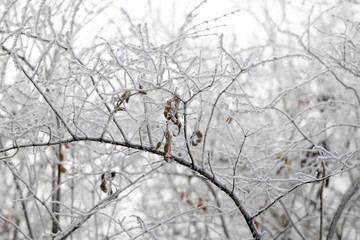 The rime on the branches, in the park in the morning