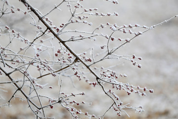 The rime on the branches, in the park in the morning
