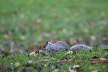 Squirrel in the grass