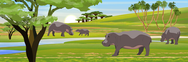 A herd of hippos in the African savannah. Wildlife of Africa. Realistic vector landscape with animals and plants