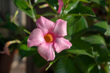 Mandevilla sanderi tropical ornamental flowers in bloom, pink flowering shrub