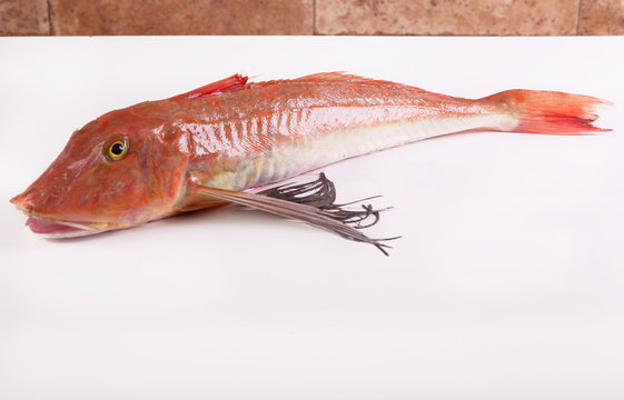 Sea herring or sea pheasant, broth pitch