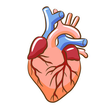 Anatomic heart clipart