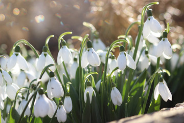 Snowdrops. forest, spring flowers. First flowers.