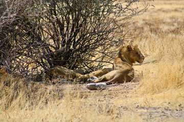 lioness with cub
